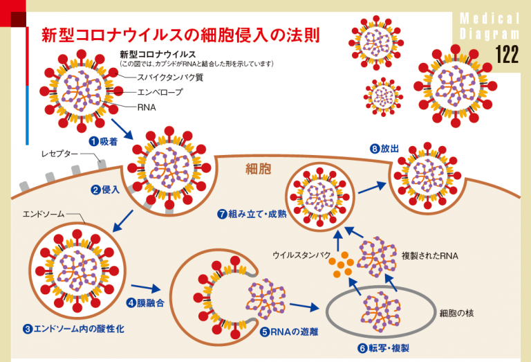 Medical Diagram 122 新型コロナウイルスの細胞侵入の法則 | ファーマスタイルWEB